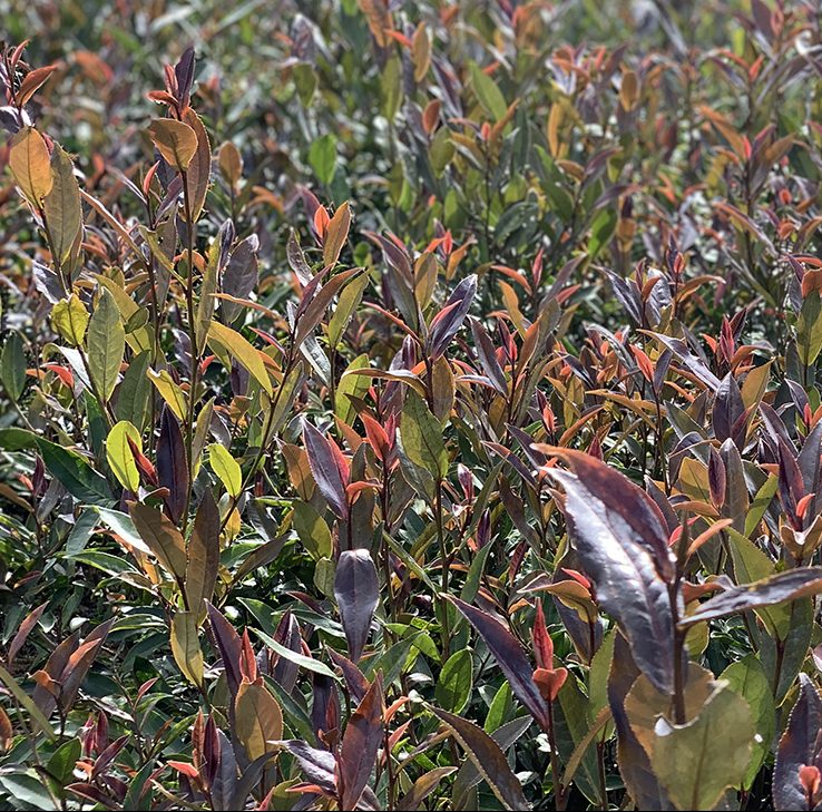 紫鵑茶